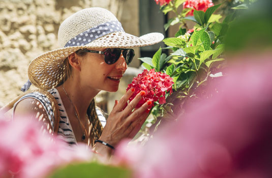 Fleurs en Provence @ Coquard M.