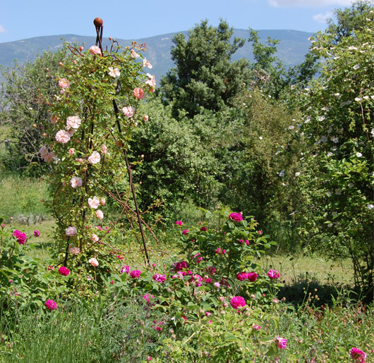 jardin-wodaabe-roseraie-de-gerenton-rosesanciennesduventoux